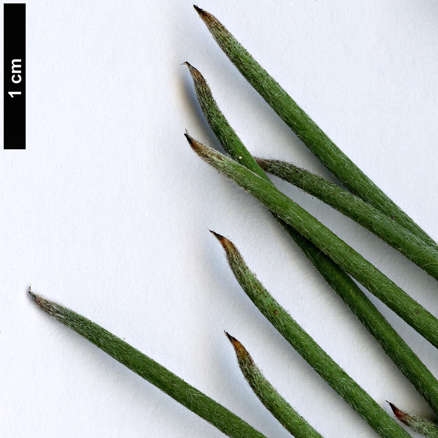 High resolution image: Family: Proteaceae - Genus: Isopogon - Taxon: scabriusculus - SpeciesSub: subsp. stenophylla